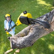 Best Tree Cabling and Bracing  in Southgate, FL