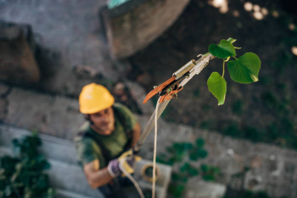 Trusted Southgate, FL Tree Removal Experts