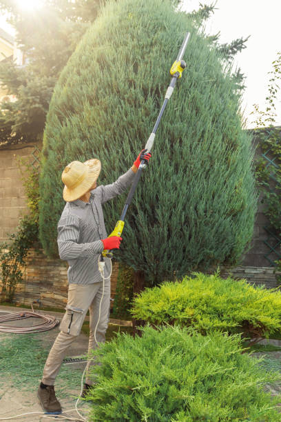 Best Tree Disease Treatment  in Southgate, FL